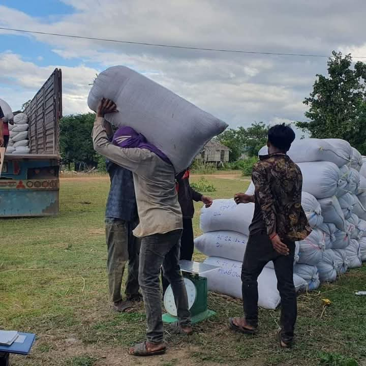 nouvelle récolte de riz 2025